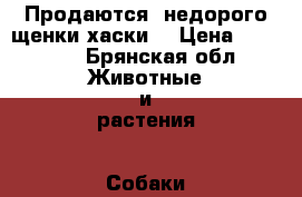 Продаются  недорого щенки хаски  › Цена ­ 5-7000 - Брянская обл. Животные и растения » Собаки   . Брянская обл.